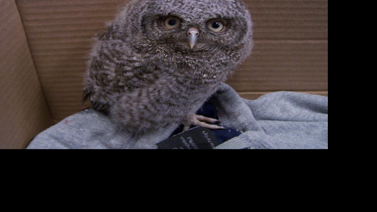 International Owl Center Warns Leave Baby Owls Alone Unless They Need Help Local Winonadailynews Com