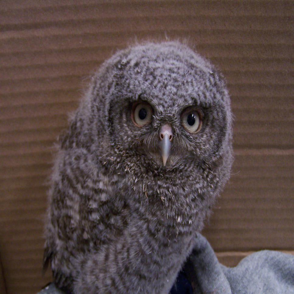 International Owl Center Warns Leave Baby Owls Alone Unless They Need Help Local Winonadailynews Com