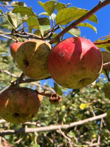 apples.jpg