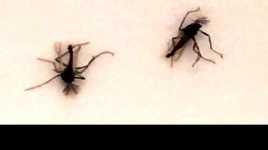 Gnats Are Awful This Spring But It Might Get Better Soon Local