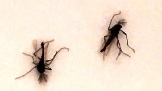 Gnats Are Awful This Spring But It Might Get Better Soon Local