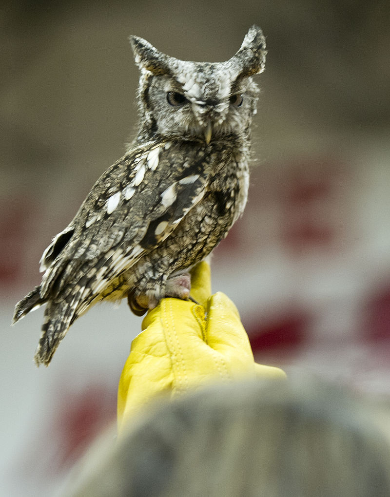 Hundreds to flock to Houston for International Owl Festival March 46