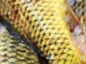 Carp Are Food And Leather To Wabasha Entrepreneur Local