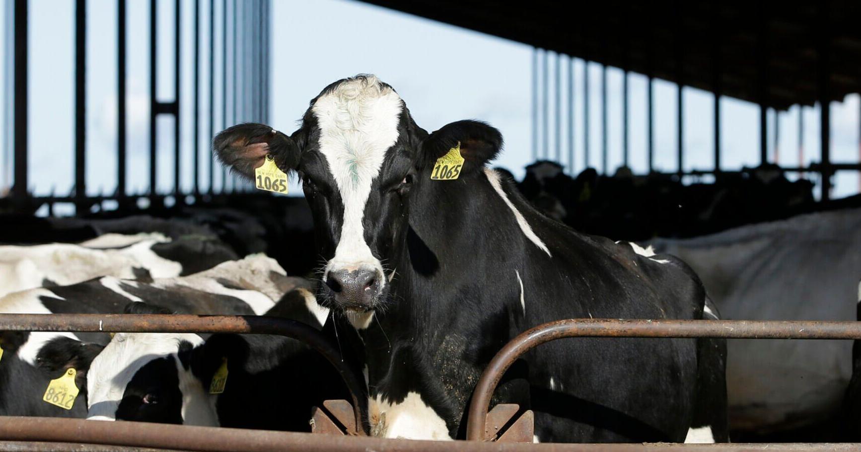 First case of bird flu detected in Minnesota dairy cows - Vimarsana News