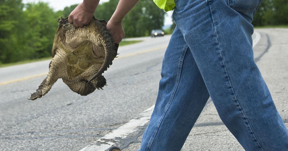 Saving plodding pedestrians: Tips for helping turtles this nesting season