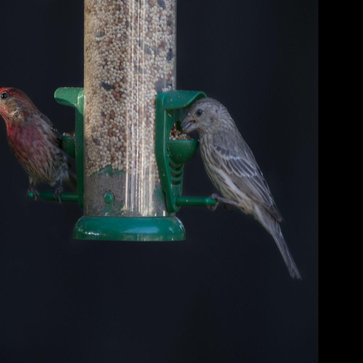 Are Backyard Feeders Actually Harmful To Songbirds Lifestyles