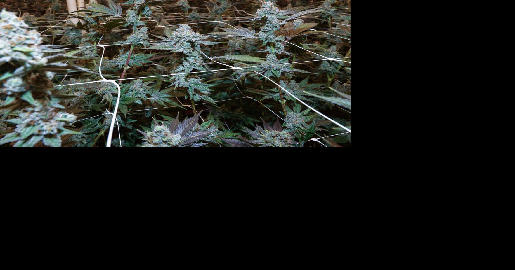 Houston County ranks high for most cannabis licenses in Minnesota