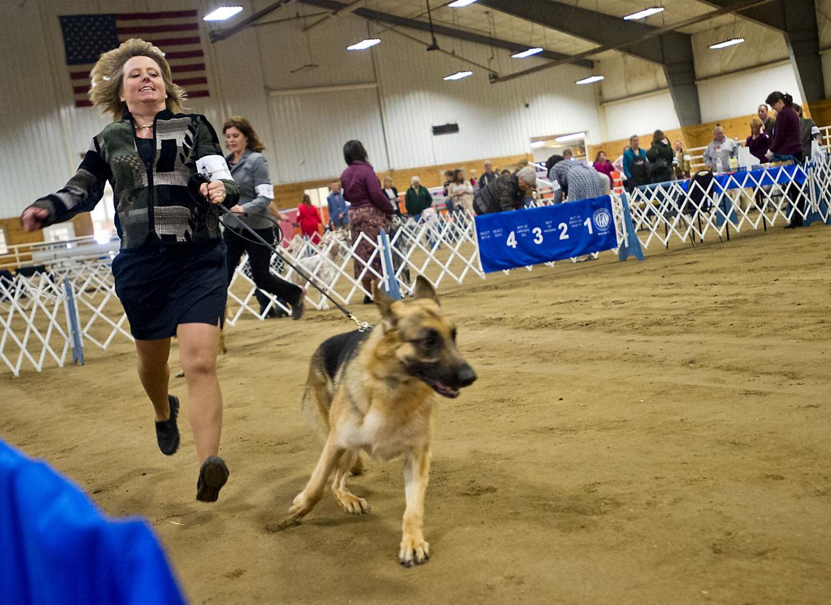 A competition for the dogs Annual Coulee Kennel Club dog show opens in