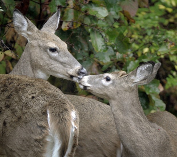 Deer found watching TV on a couch Local