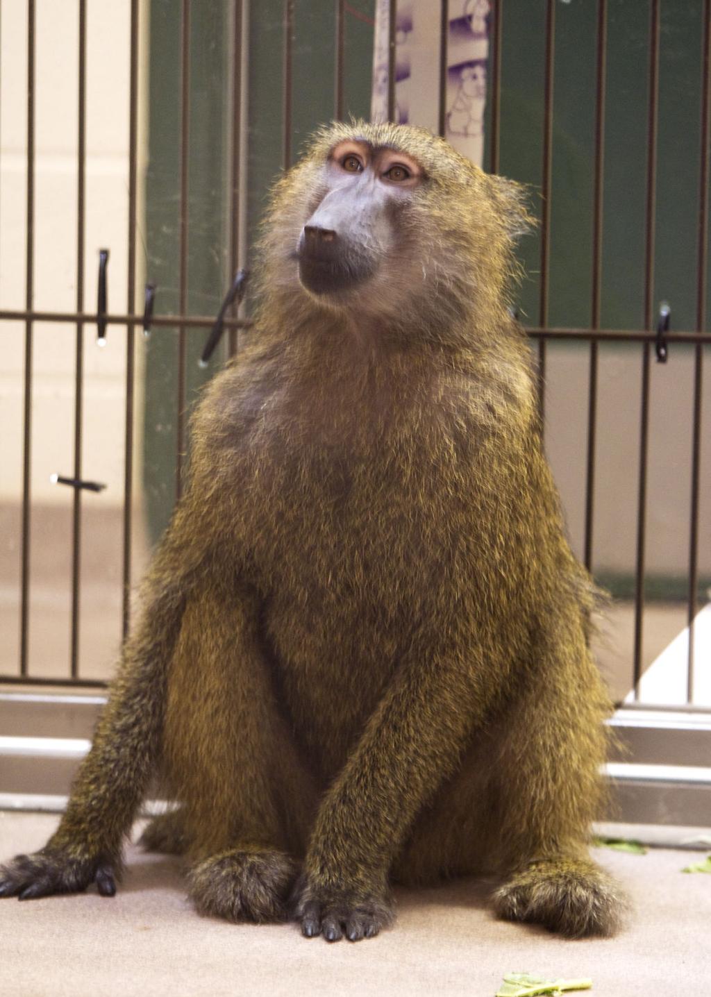 Limits To Exotic Pets In Wisconsin Loom But Critics Cite Several