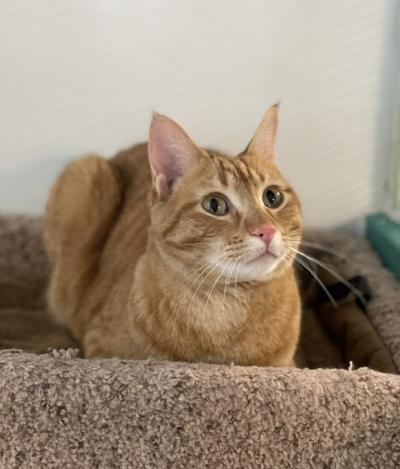 Rusty | Pets | winonadailynews.com