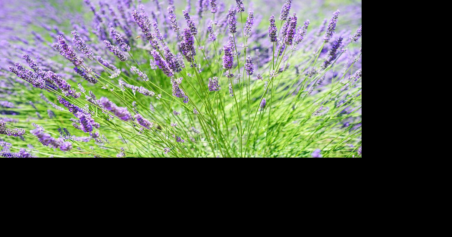 At Lavender Bluff Farm on Lake Pepin, a St. Paul couple cultivates wellness from the land Jared Kaufman Pioneer Press Aug 14, 2026 6 mins ago