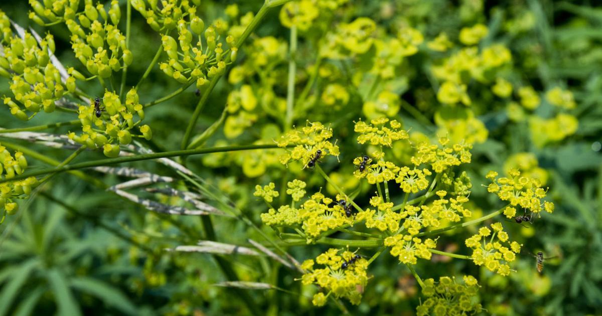 Posion Parship Rash Wild parsnip causes uncomfortable skin rashes - Healthful Hints
