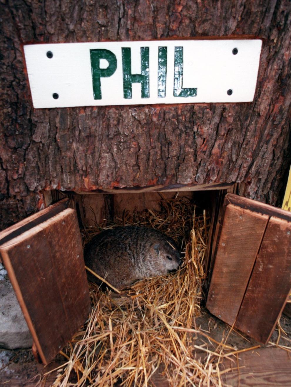 17 facts about Punxsutawney Phil to celebrate Groundhog Day