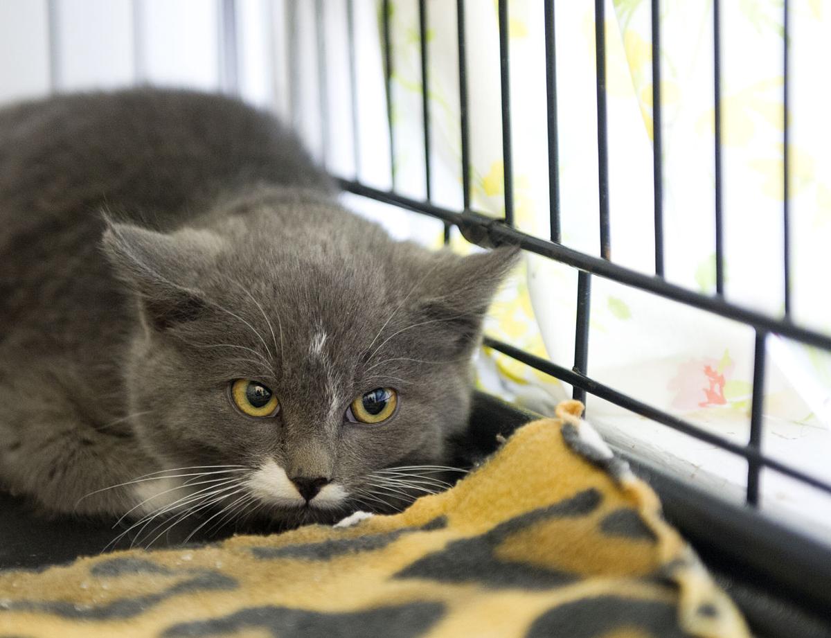 Weathering the storm: kitten rescued from blizzard in ...
