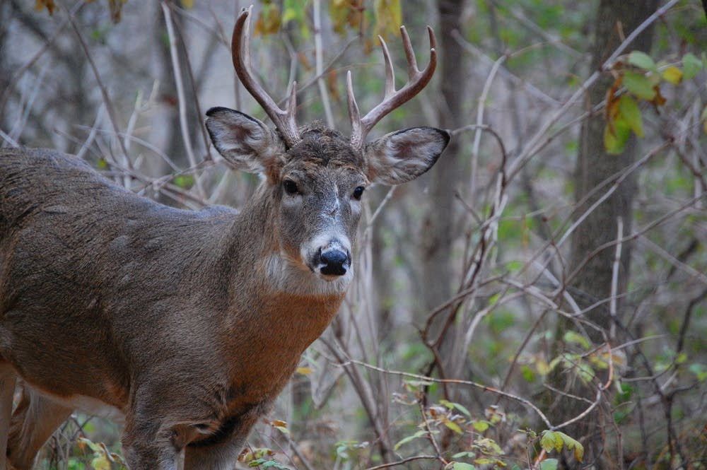Minnesota hunters asked to observe deer gut piles
