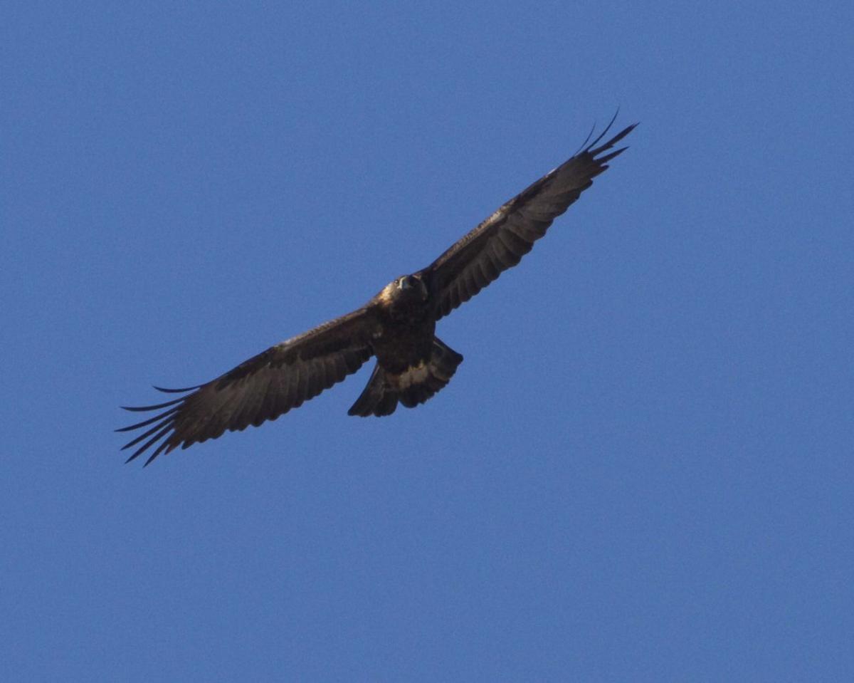 A Golden Opportunity Eagle Expert Educates Trains