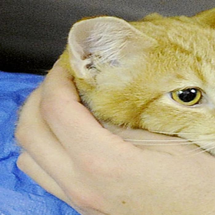 pet medical center of winona minnesota - home facebook on pet medical center winona