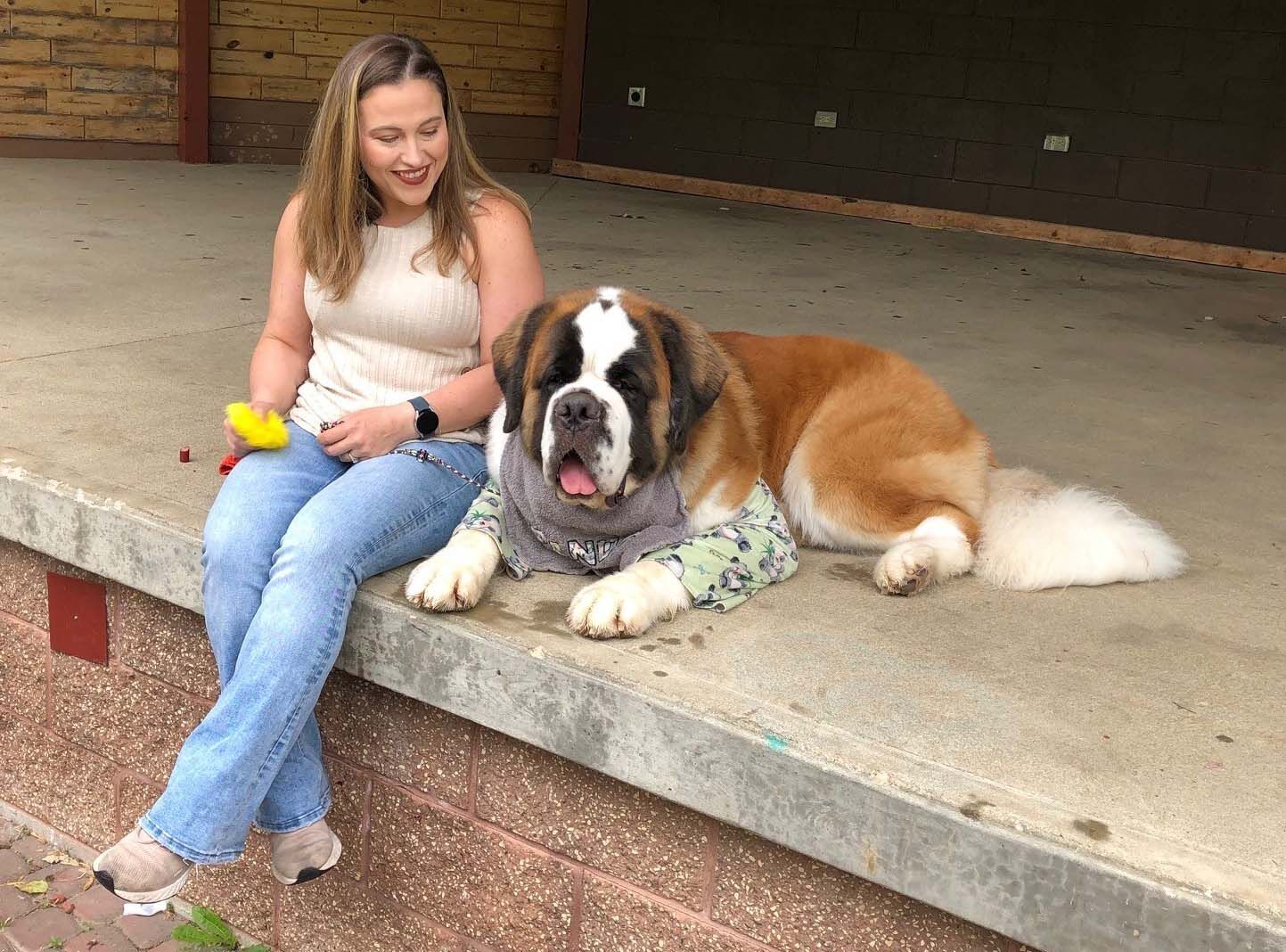 St bernard westminster hot sale dog show 2018