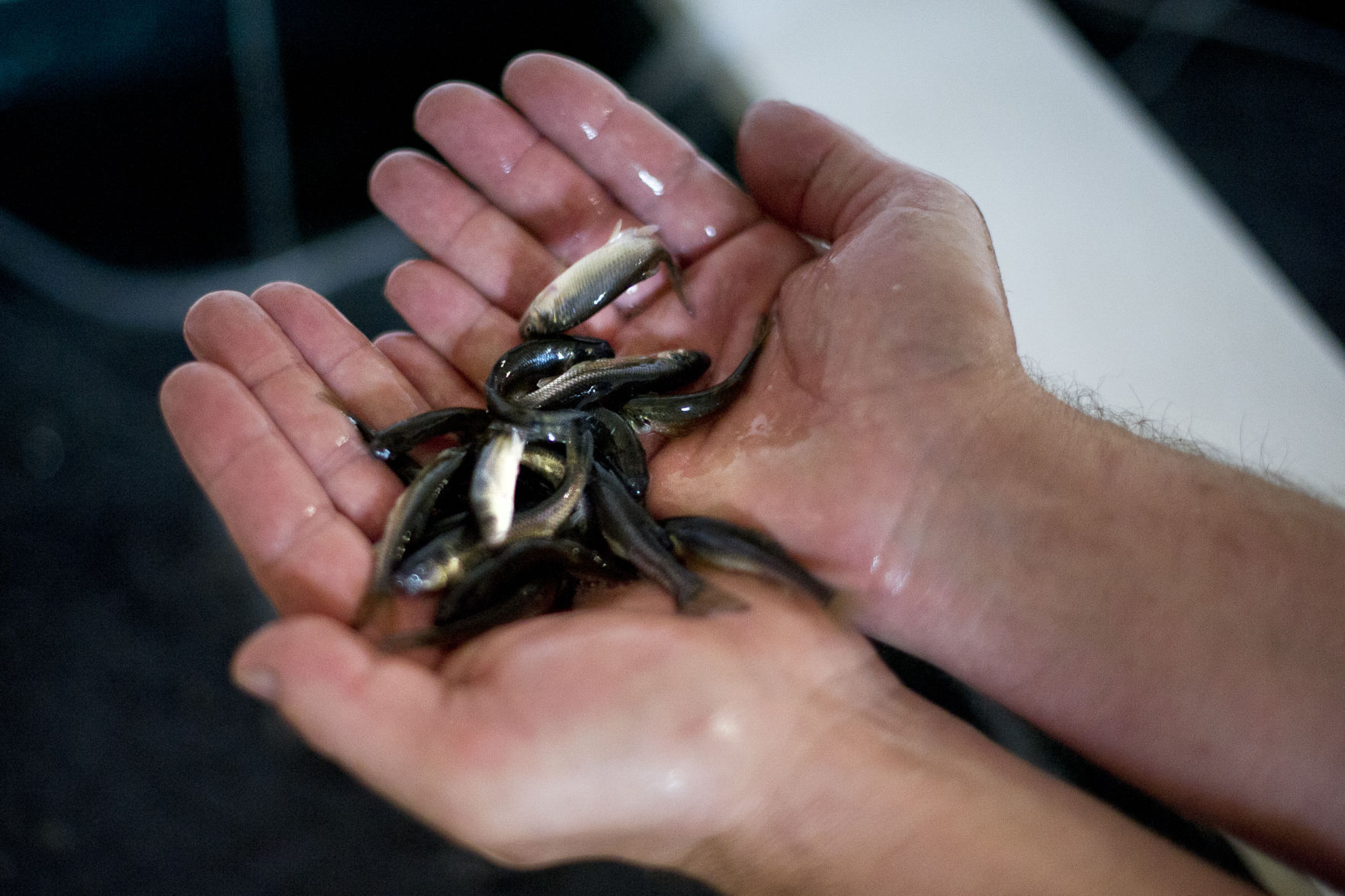 Buying minnows in bulk Clearance