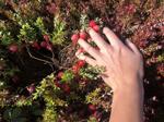Plenty of cranberries