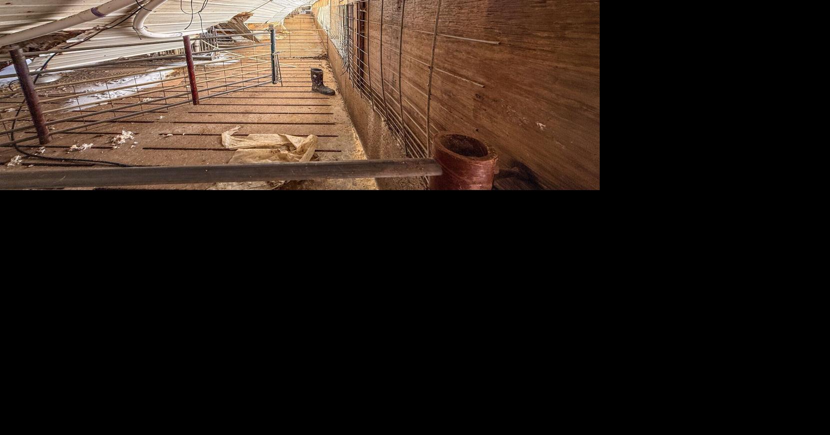 Historic snow destroys Taylor hog barn