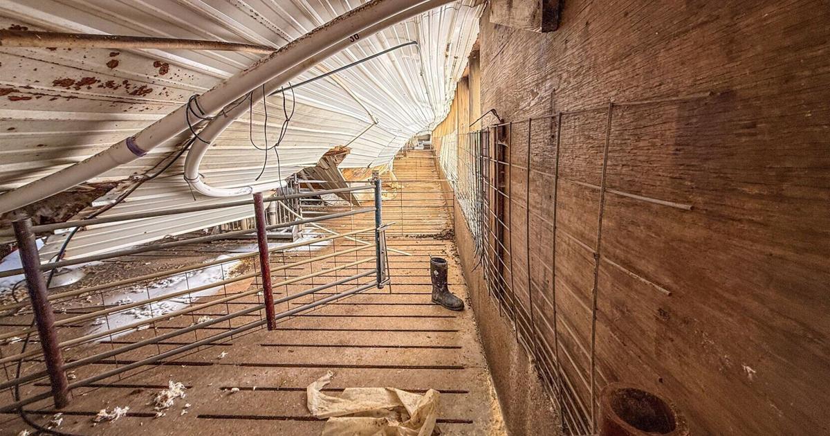 Historic snow destroys Taylor hog barn