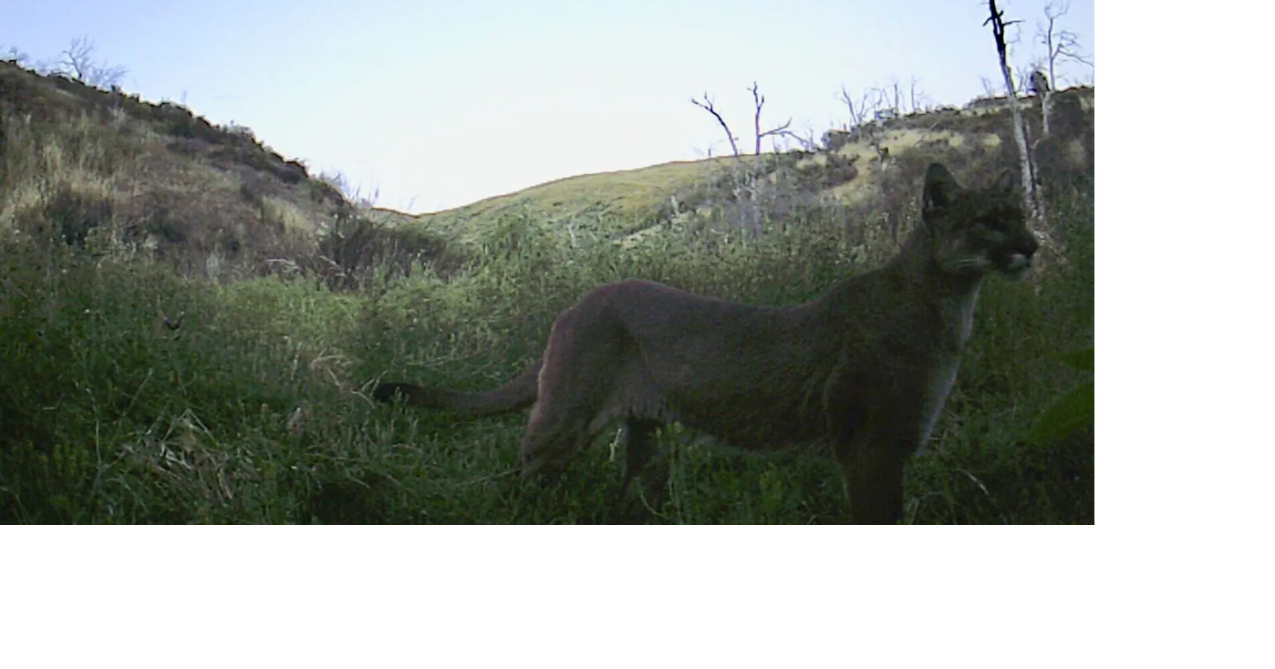 26 More People Come Forward With Mountain Lion Sightings in NJ