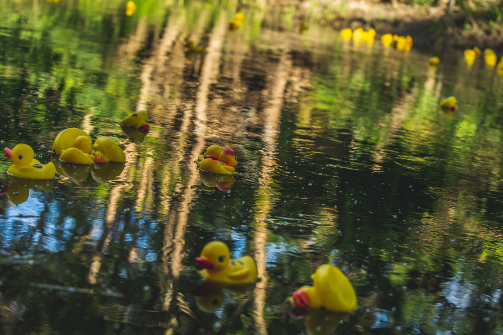 Quack up the fun at Duck Derby race | Lifestyle | wintersexpress.com