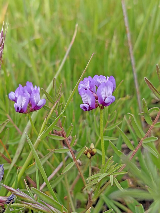 Tuleyome Tale: A wildflower that changed my work | Features ...