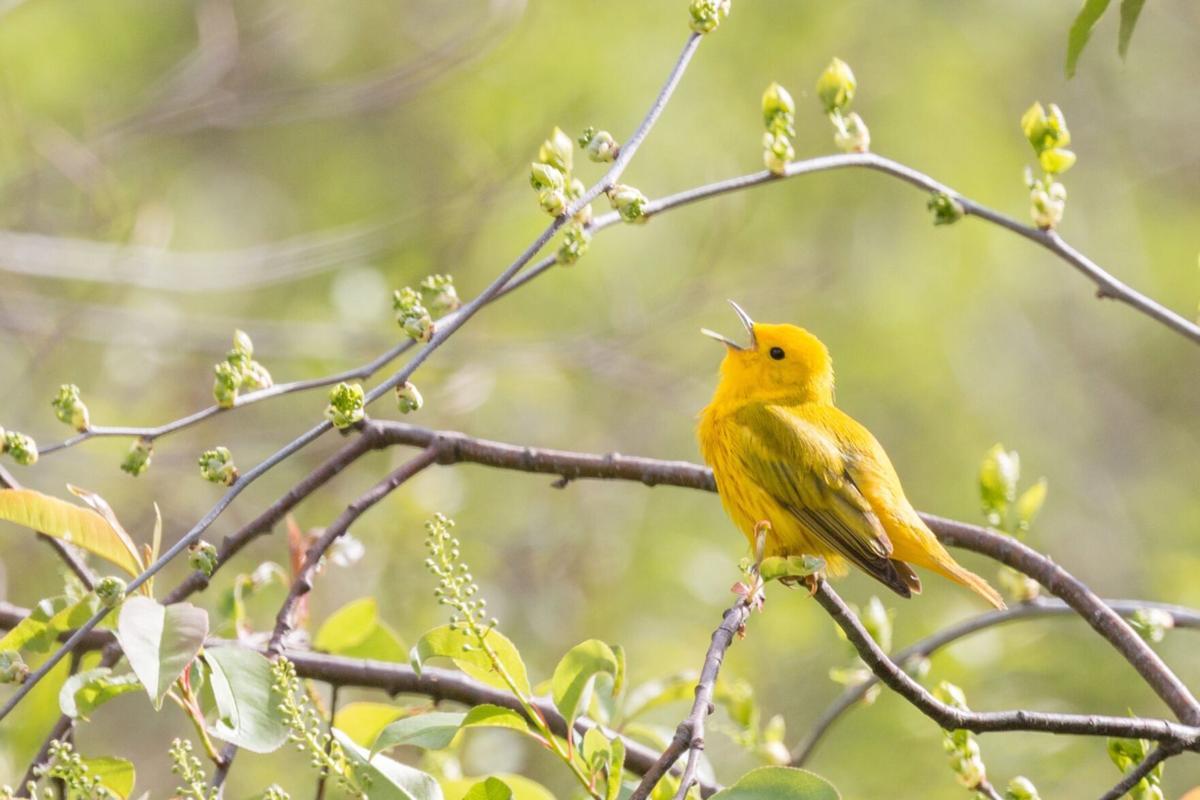 Guided walk at Lake Solano Park introduces visitors to spring birds |  Regional | wintersexpress.com