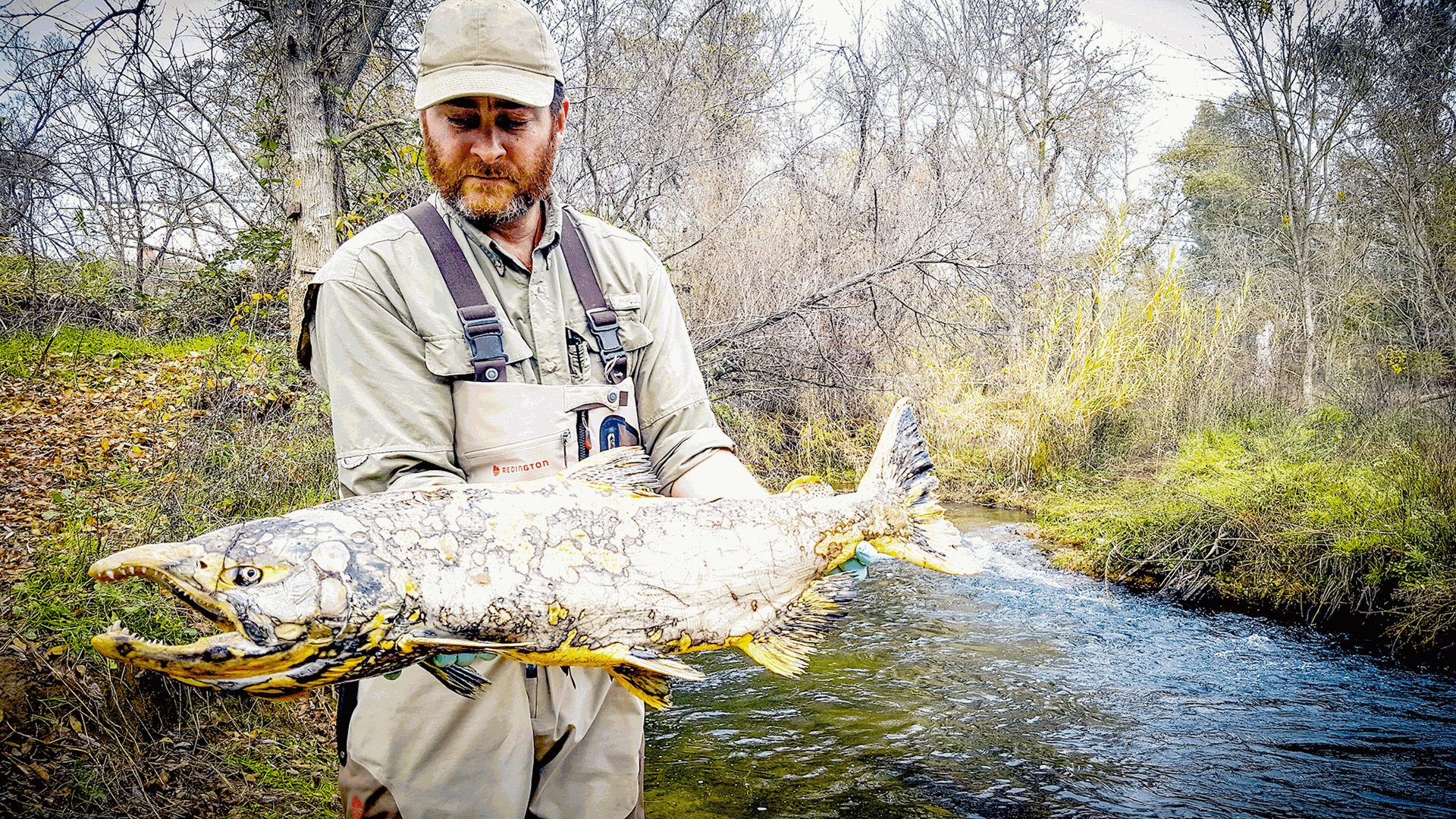 Putah Creek salmon: lost or coming home? | News | wintersexpress.com
