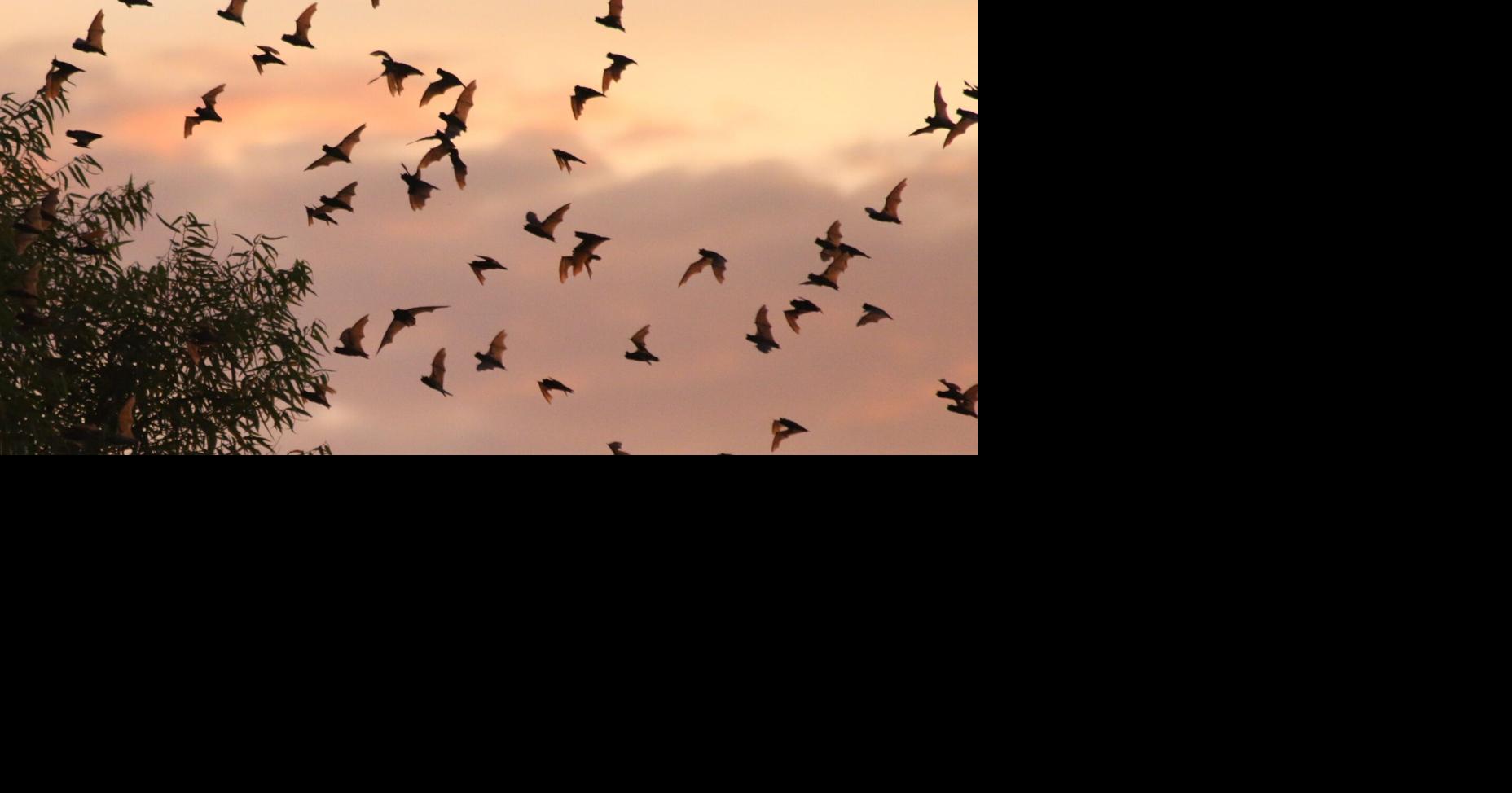 Bat talks and walks at Yolo Bypass this summer Regional