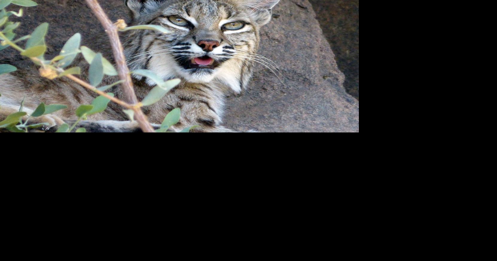 You might never see one, but Wisconsin’s bobcats are on the rise