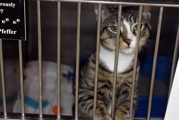 032222-port-news-kittens