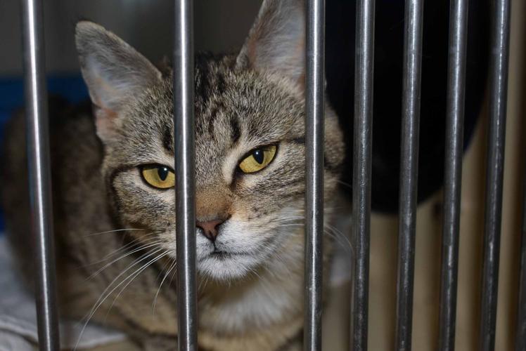 032222-port-news-kittens