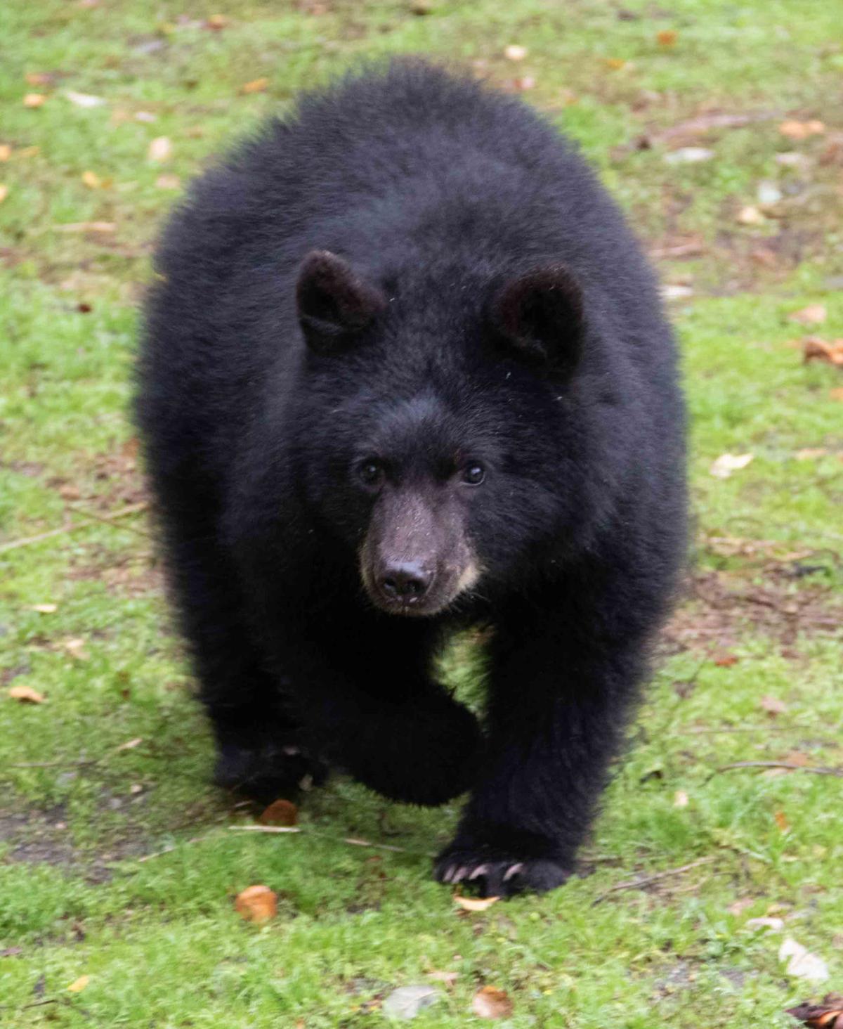 Watch Now Baraboo S Ochsner Park Zoo To Get New Orphaned Bear Cub From Alaska Regional News Wiscnews Com