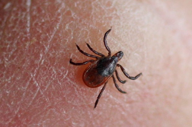 Backtag column: Ticks can be threats even in winter | Regional news ...