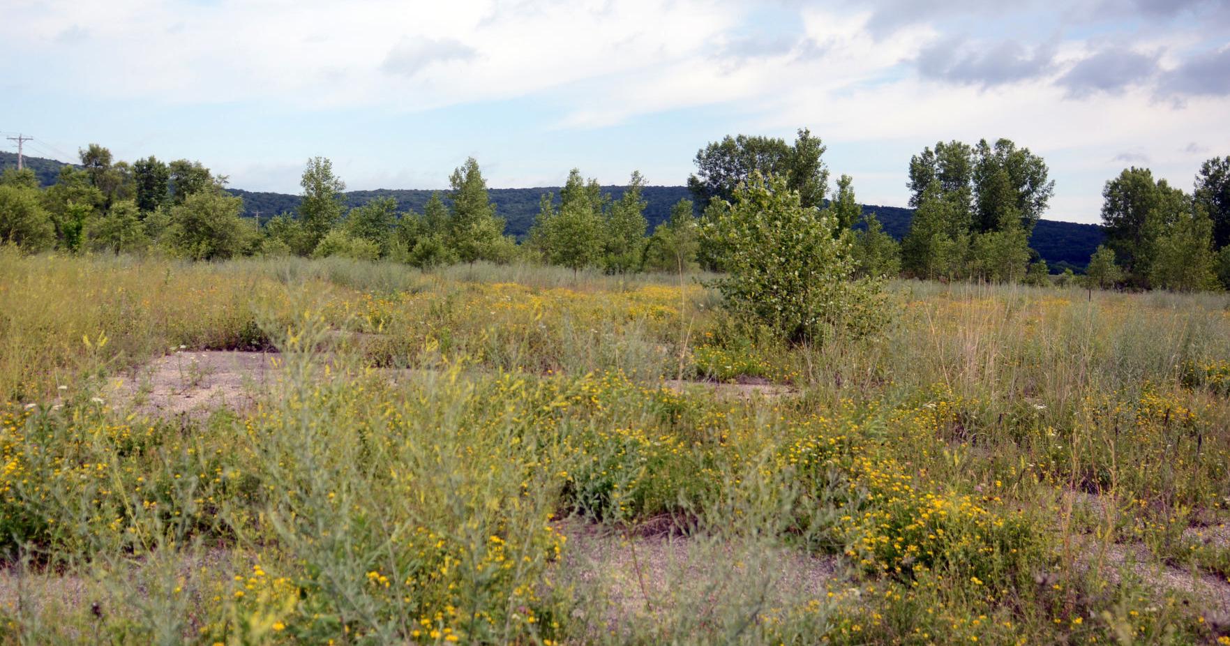 DNR issues ozone advisory for July 4 - Vimarsana News