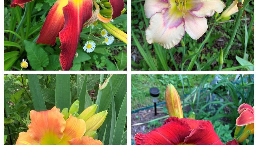 GARDENER COLUMN: Enjoy July’s blooms while scouting for pests | Home & Garden