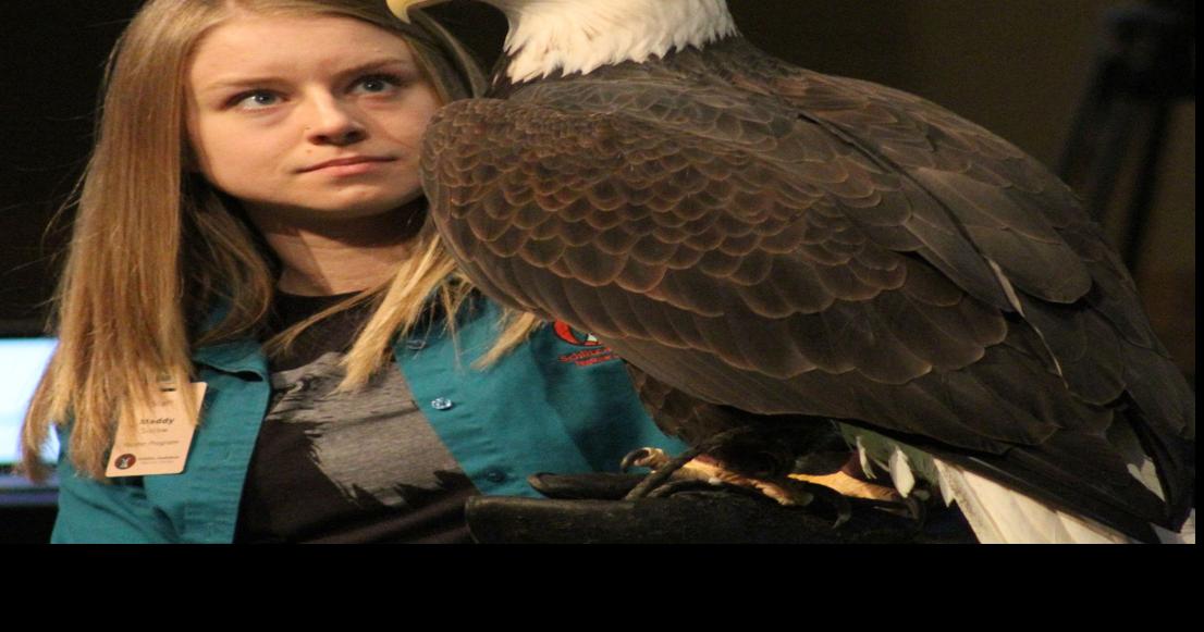 Sauk Prairie Bald Eagle Watching Days soar on despite weather, release