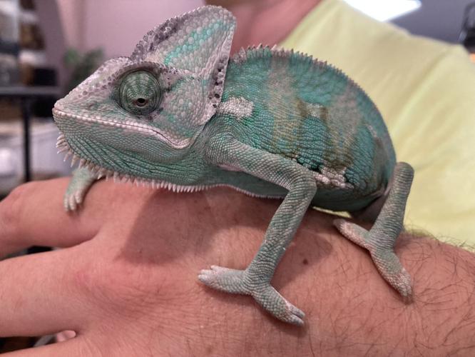 You're gonna wanna an iguana after visiting Portage's new reptile