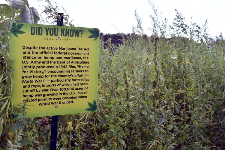 082919-bara-news-hemp maze