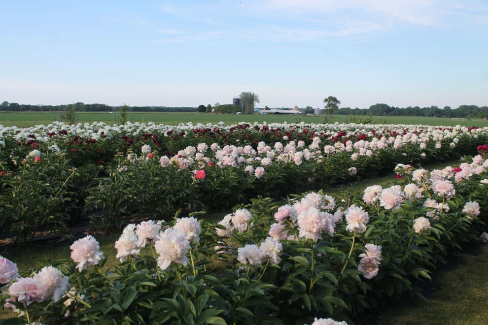 GALLERY Ovans Peony Farm readies for June 12 festival Galleries