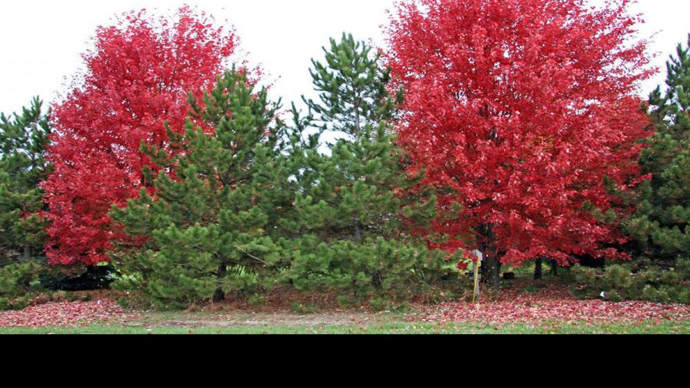 A true Wisconsin tree — the maple Home and Garden