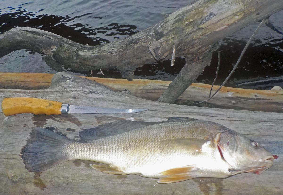 Sheephead