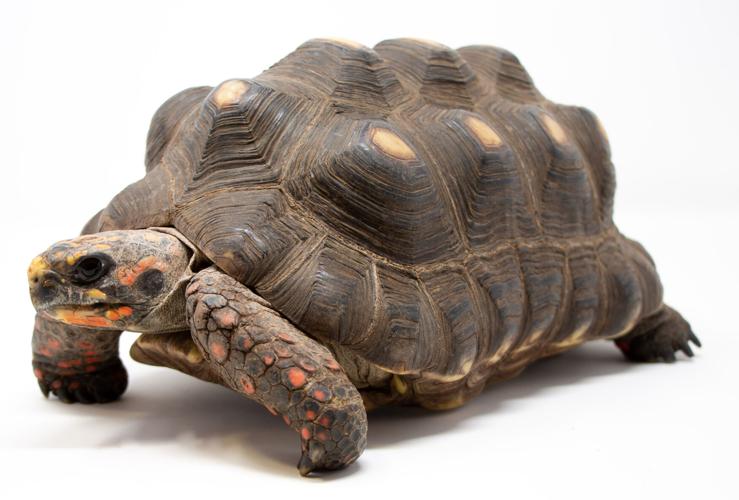 Red foot tortoise.
