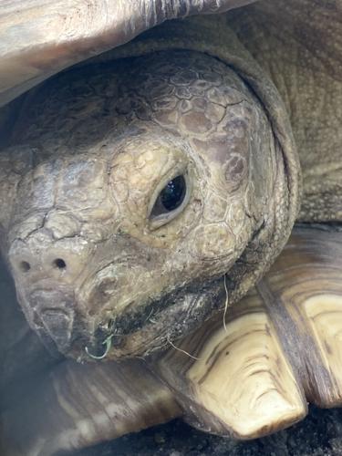 Zoo Tortoise