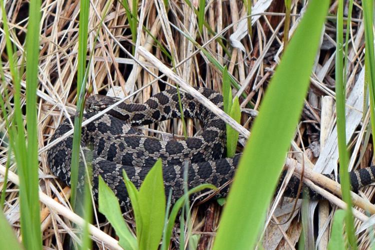 Rattlesnake