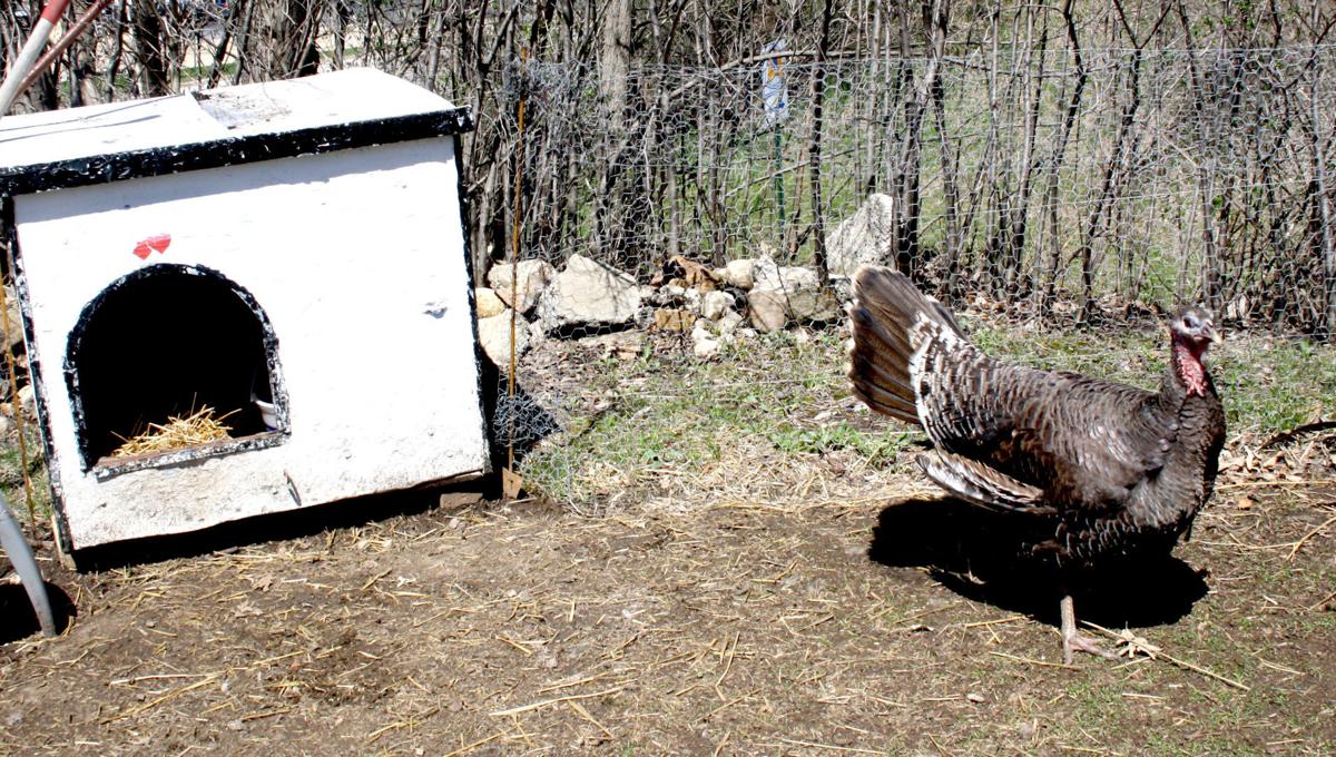 Mayville To Look At Allowing Poultry In City Limits Regional
